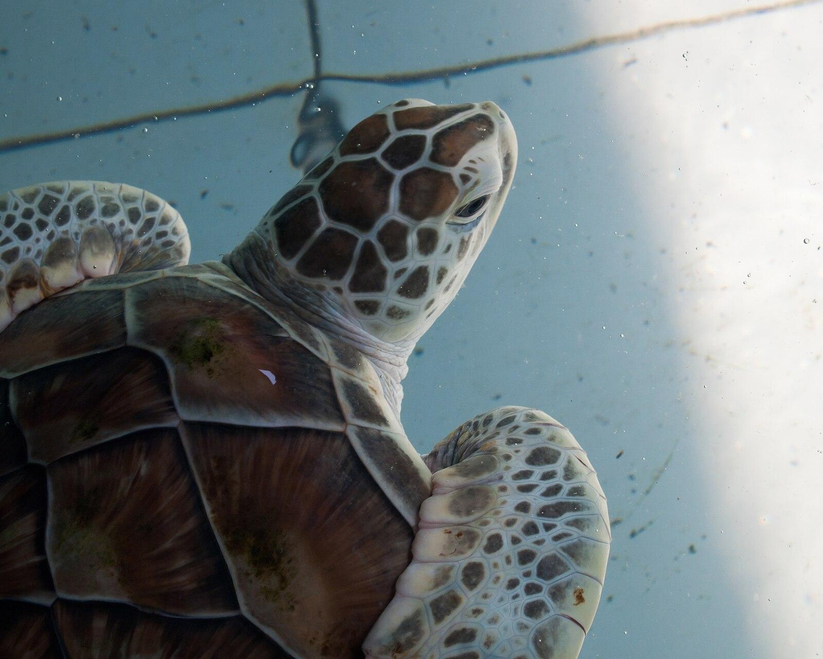 Koh Wai, Thailand, Turtle