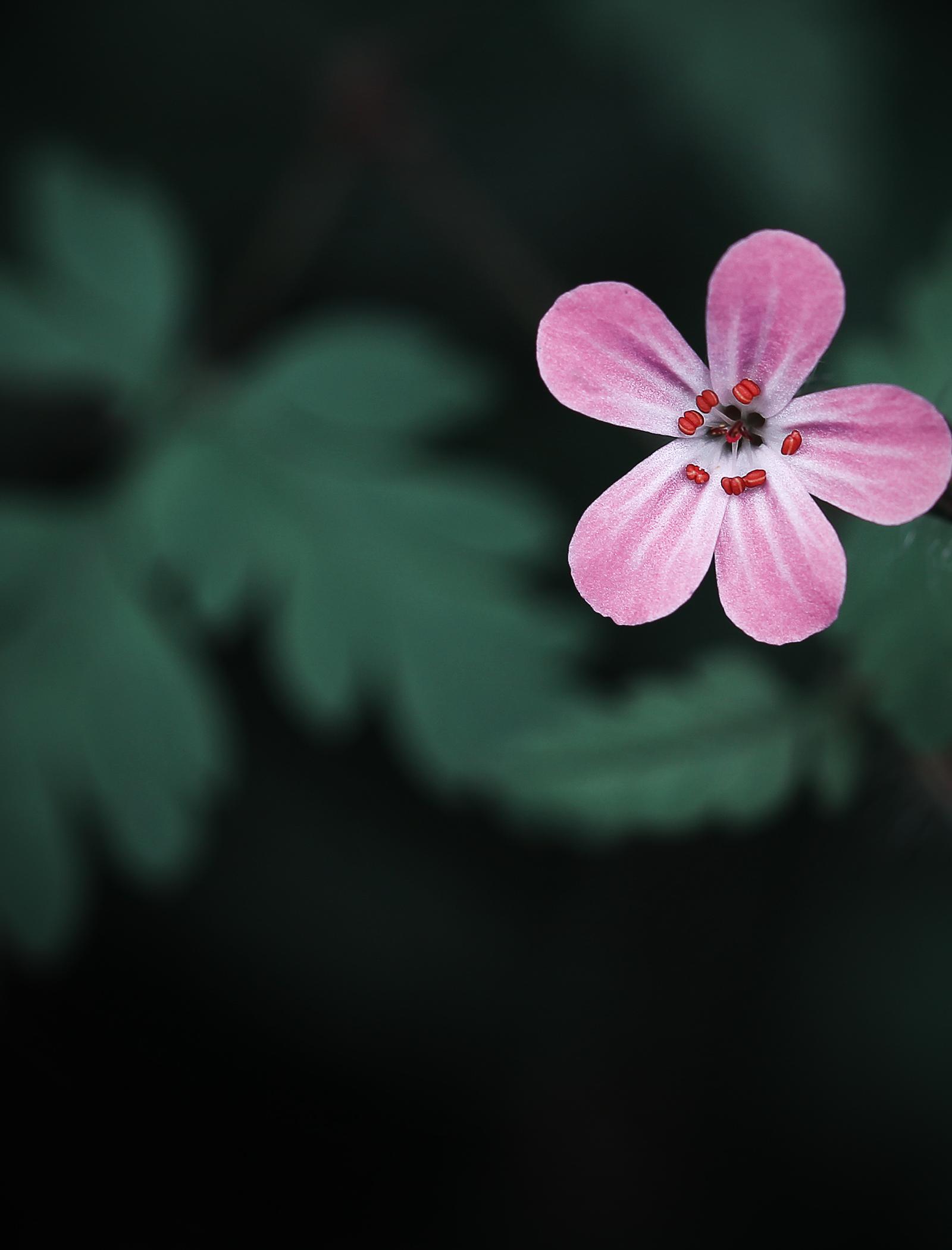 Silom Locals Reveal 5 Secret Nature Walks Tourists Never Find