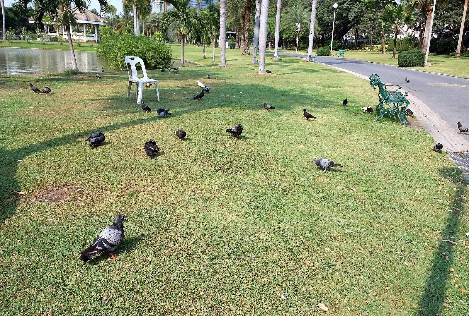 Chatuchak Park Pigeons